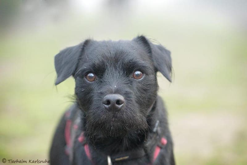 Goliath - Hund zur Adoption aus Tierheim Karlsruhe