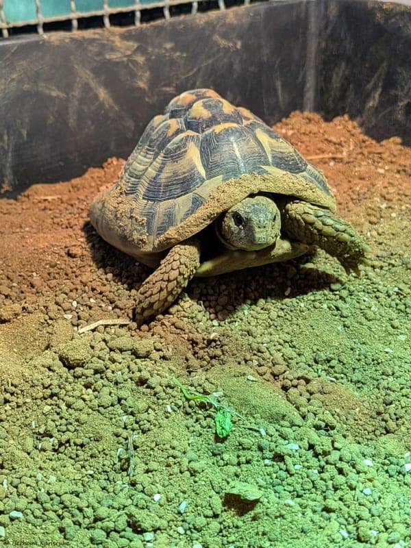 Griechische Landschildkröte – Herbert - Exot zur Adoption aus Tierheim Karlsruhe