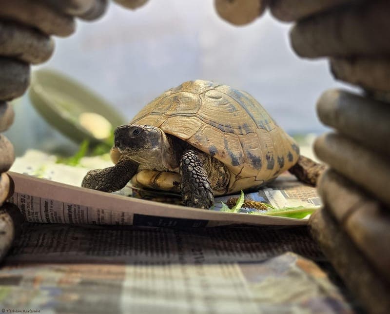 Griechische Landschildkröte – Tilda - Exot zur Adoption aus Tierheim Karlsruhe