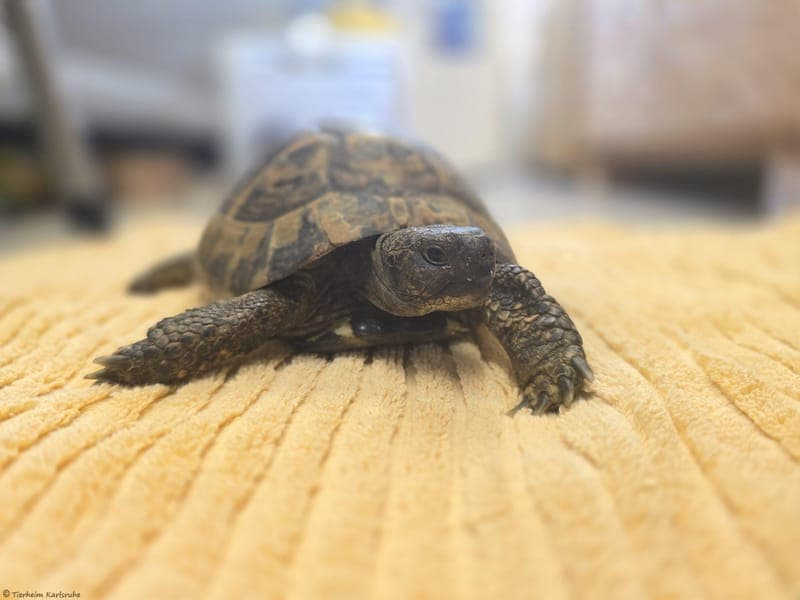Griechische Landschildkröte – Wasabi - Exot zur Adoption aus Tierheim Karlsruhe
