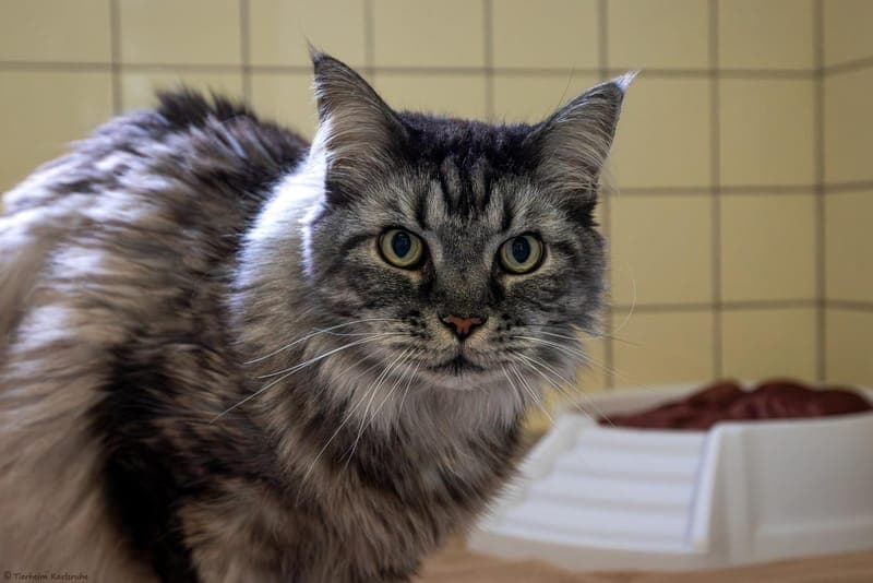 Helios - Katze zur Adoption aus Tierheim Karlsruhe