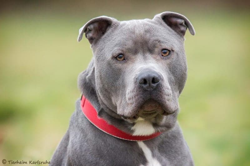 Hubert - Hund zur Adoption aus Tierheim Karlsruhe
