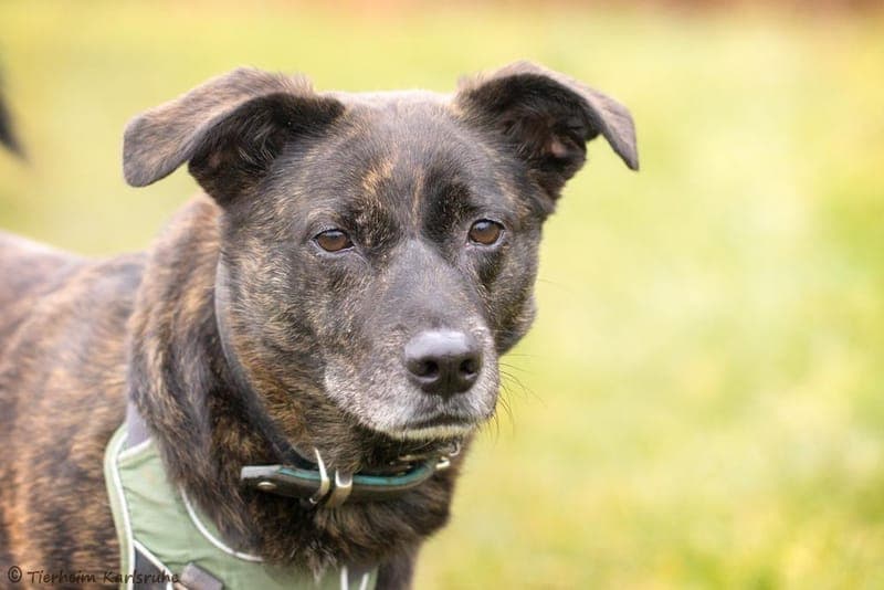 Jack - Hund zur Adoption aus Tierheim Karlsruhe