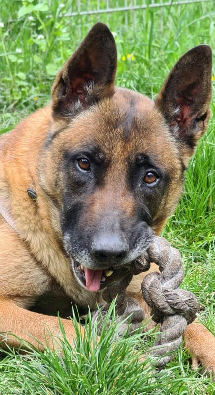 Jessy - Hund zur Adoption aus Tierheim Karlsruhe