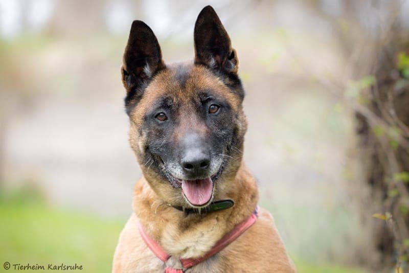Jessy - Hund zur Adoption aus Tierheim Karlsruhe