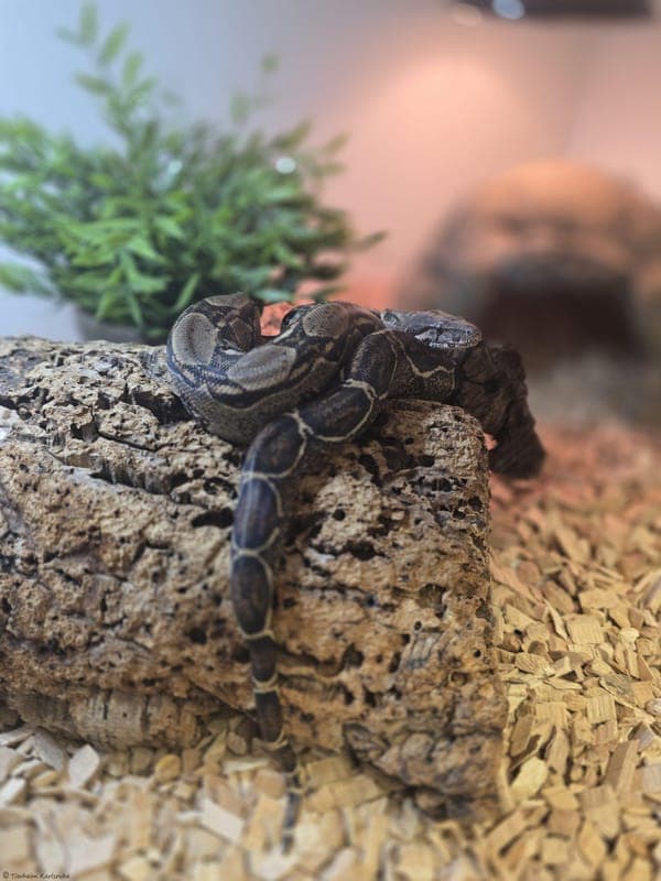 Kaiserboa – Zwiebel - Exot zur Adoption aus Tierheim Karlsruhe