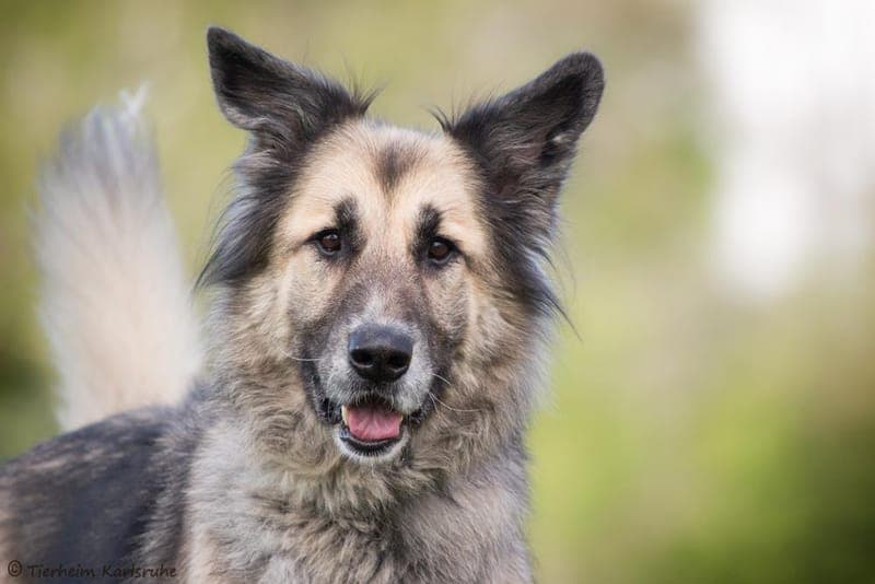 Kaja - Hund zur Adoption aus Tierheim Karlsruhe