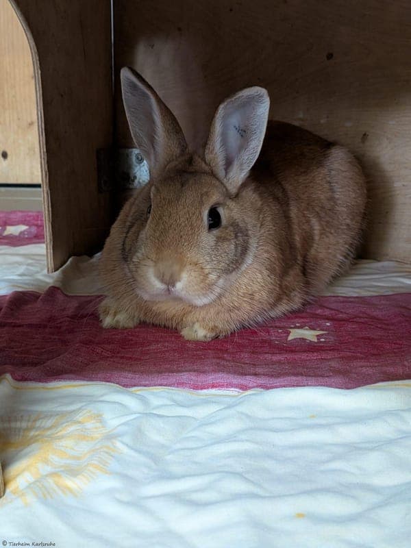 Kaninchen – Finn - Kleintier zur Adoption aus Tierheim Karlsruhe