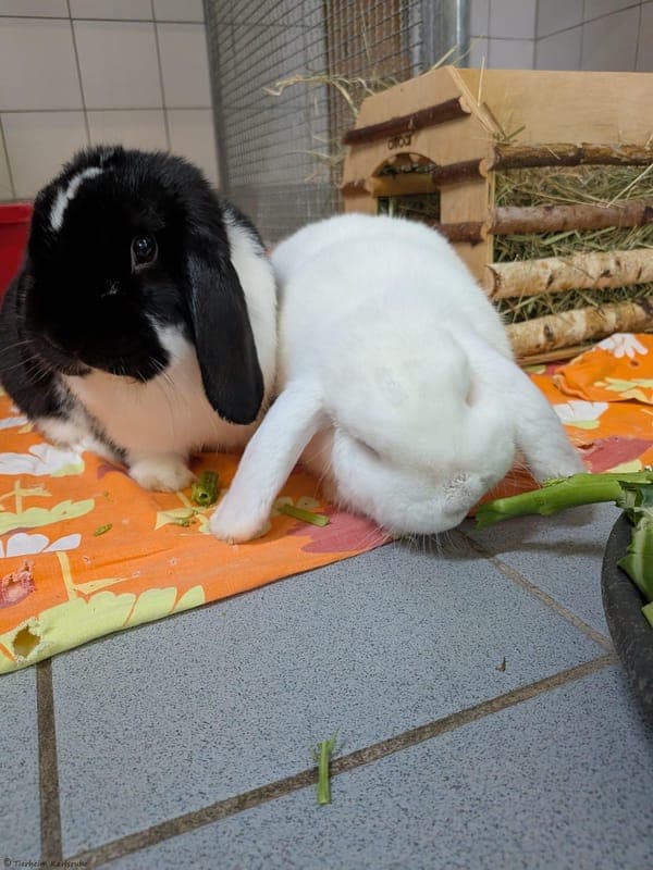 Kaninchen – Löwenzahn und Dougels - Kleintier zur Adoption aus Tierheim Karlsruhe