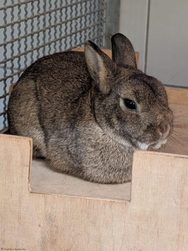 Kaninchen – Paulchen - Kleintier zur Adoption aus Tierheim Karlsruhe