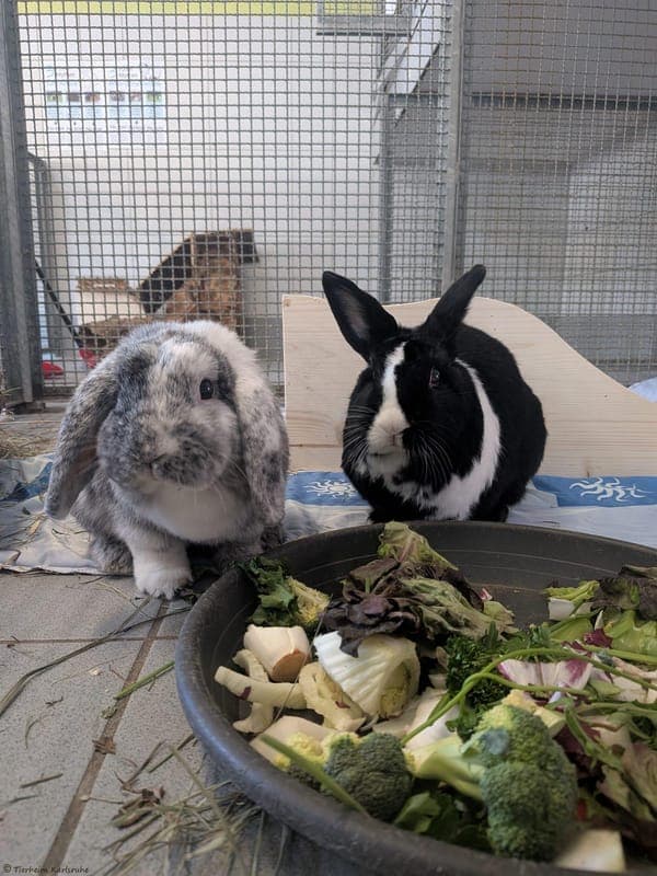 Kaninchen – Schecki und Pharao der Zweite - Kleintier zur Adoption aus Tierheim Karlsruhe