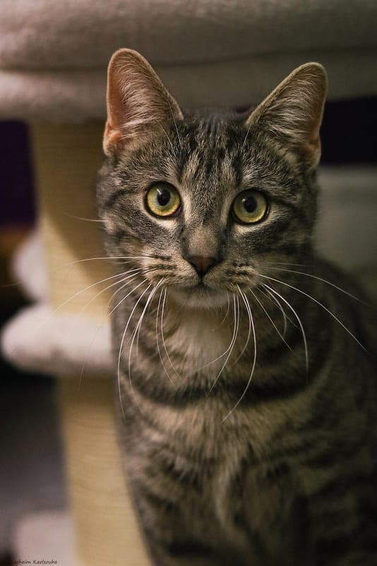 Koda und El Macho - Katze zur Adoption aus Tierheim Karlsruhe