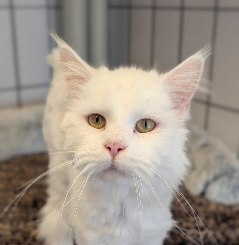 Lenny - Katze zur Adoption aus Tierheim Karlsruhe