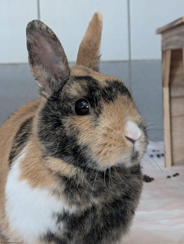 Lilly - Kleintier zur Adoption aus Tierheim Karlsruhe