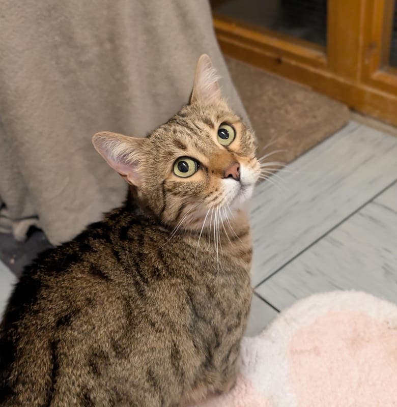 Luna - Katze zur Adoption aus Tierheim Karlsruhe