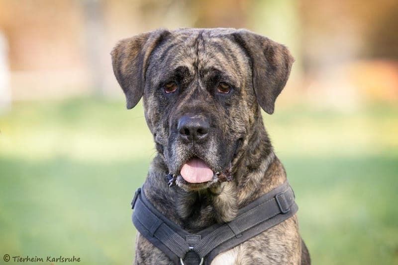 Mütze - Hund zur Adoption aus Tierheim Karlsruhe