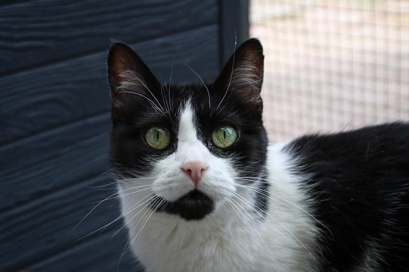 Marie - Katze zur Adoption aus Tierheim Karlsruhe