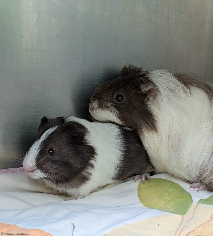 Meerschweinchen – Rubine, Kiwi und Yuki - Kleintier zur Adoption aus Tierheim Karlsruhe