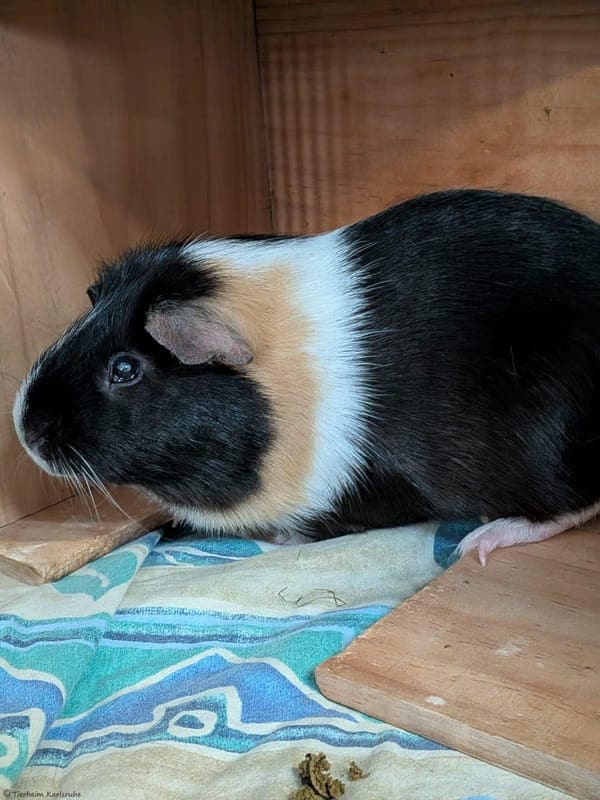 Meerschweinchen – Sonny - Kleintier zur Adoption aus Tierheim Karlsruhe