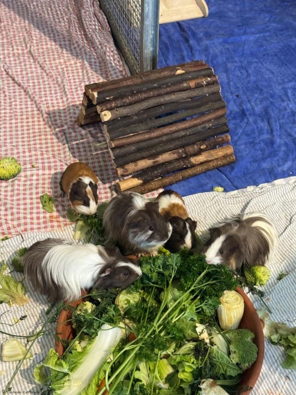 Meerschweinchen Gruppe - Kleintier zur Adoption aus Tierheim Karlsruhe