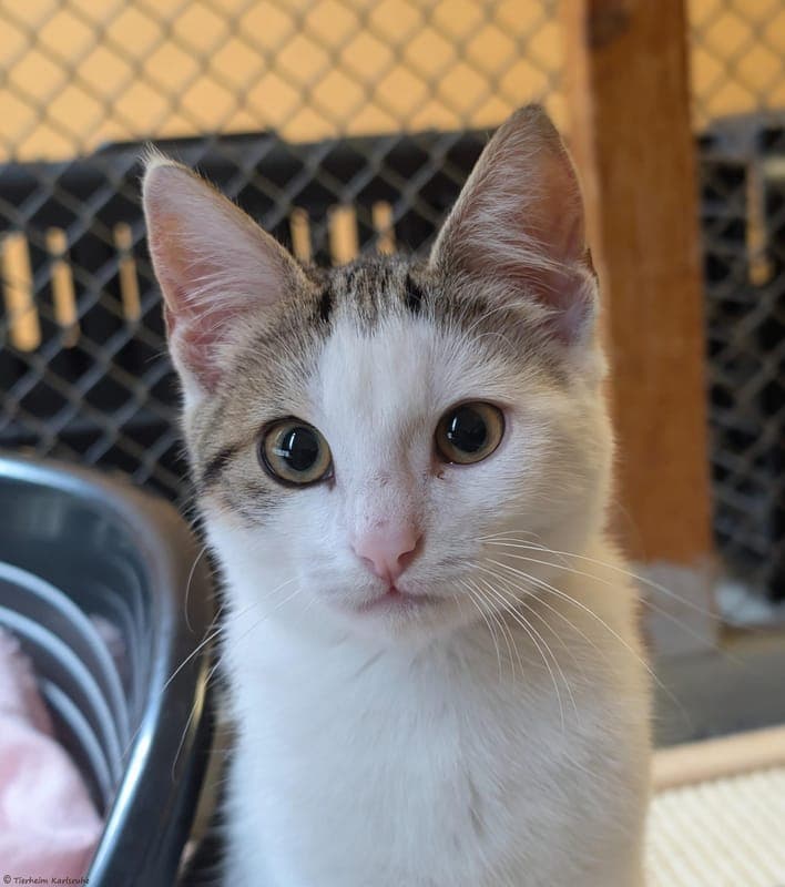 Mellow - Katze zur Adoption aus Tierheim Karlsruhe