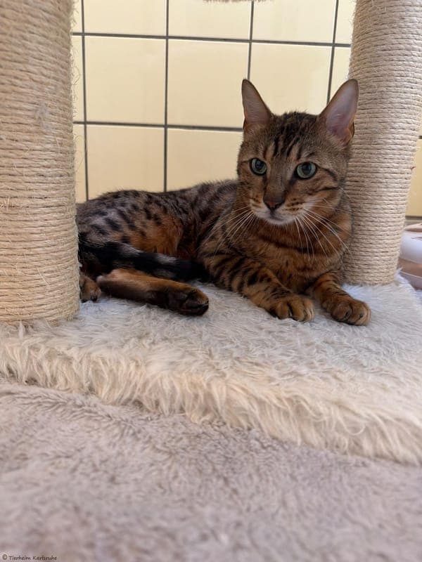 Merlin - Katze zur Adoption aus Tierheim Karlsruhe