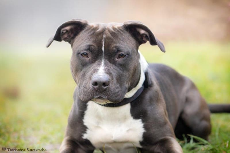 Moni - Hund zur Adoption aus Tierheim Karlsruhe