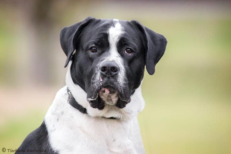 Percy - Hund zur Adoption aus Tierheim Karlsruhe