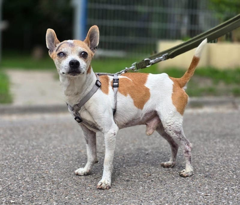 Picolini - Hund zur Adoption aus Tierheim Karlsruhe