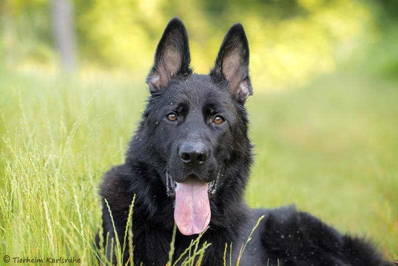 Reus - Hund zur Adoption aus Tierheim Karlsruhe