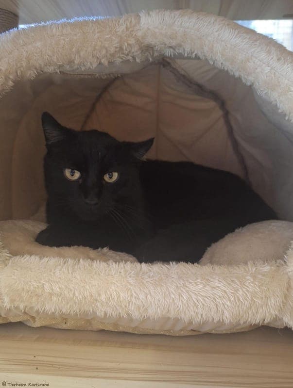 Sam - Katze zur Adoption aus Tierheim Karlsruhe