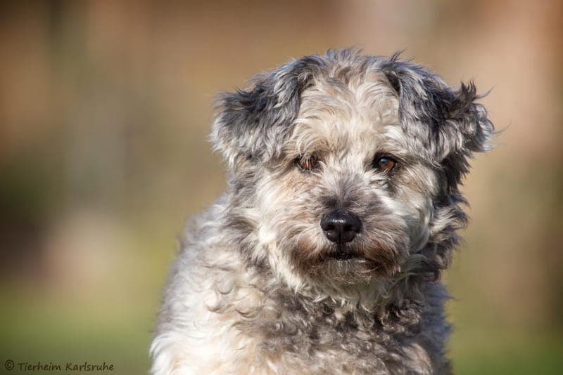 Sammy - Hund zur Adoption aus Tierheim Karlsruhe