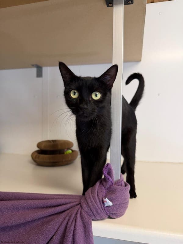 Shadow und Kit - Katze zur Adoption aus Tierheim Karlsruhe