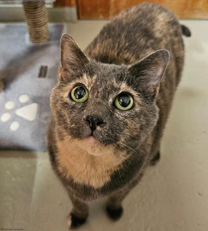 Sherlock - Katze zur Adoption aus Tierheim Karlsruhe