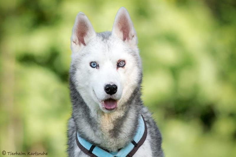 Simba - Hund zur Adoption aus Tierheim Karlsruhe