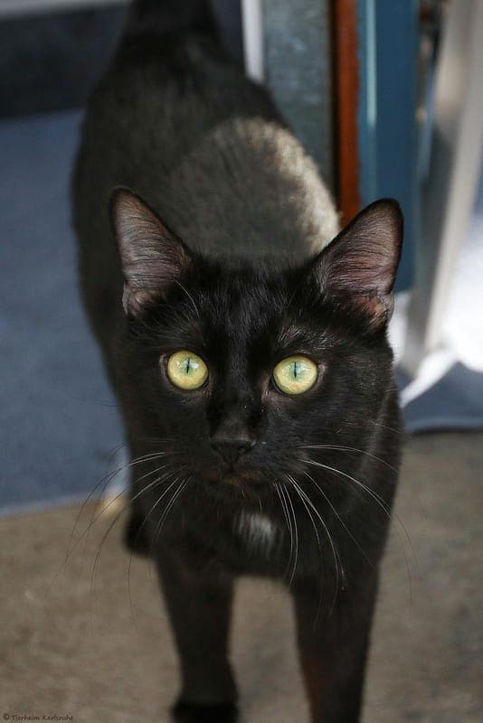 Sirius - Katze zur Adoption aus Tierheim Karlsruhe