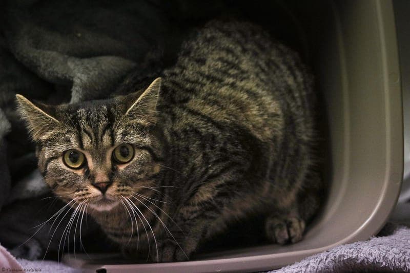 Timon und Pete - Katze zur Adoption aus Tierheim Karlsruhe