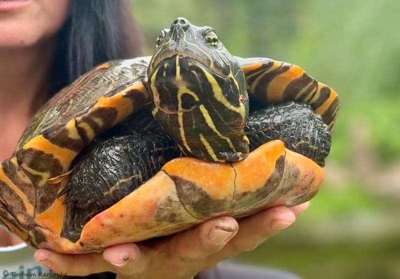 Wasserschildkröte – Bärbel - Exot zur Adoption aus Tierheim Karlsruhe