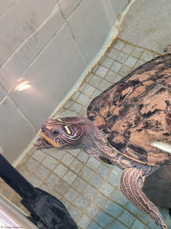 Wassserschildkröte – Maria Joao - Exot zur Adoption aus Tierheim Karlsruhe