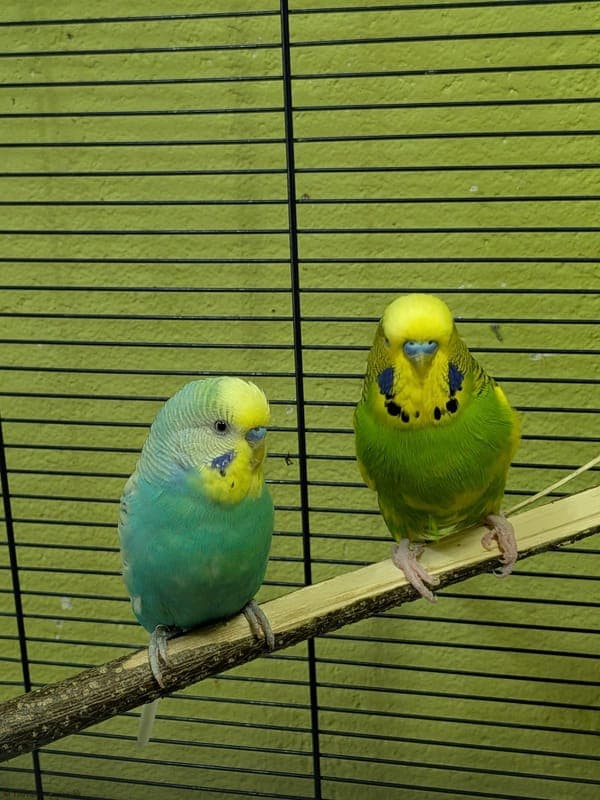 Wellensittiche – Bart + Bud - Exot zur Adoption aus Tierheim Karlsruhe