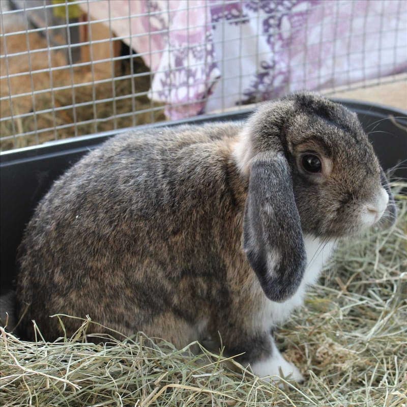 ACE - Kleintier zur Adoption aus Tierheim München