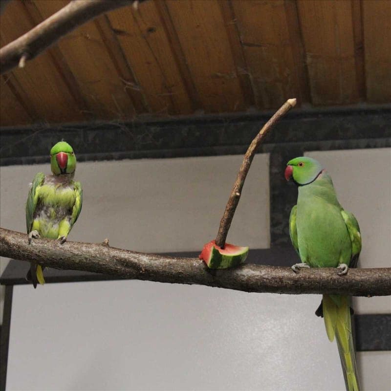 ACHMED - Vogel zur Adoption aus Tierheim München