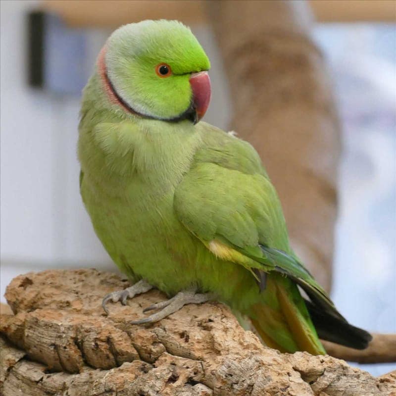 ACHMED - Vogel zur Adoption aus Tierheim München