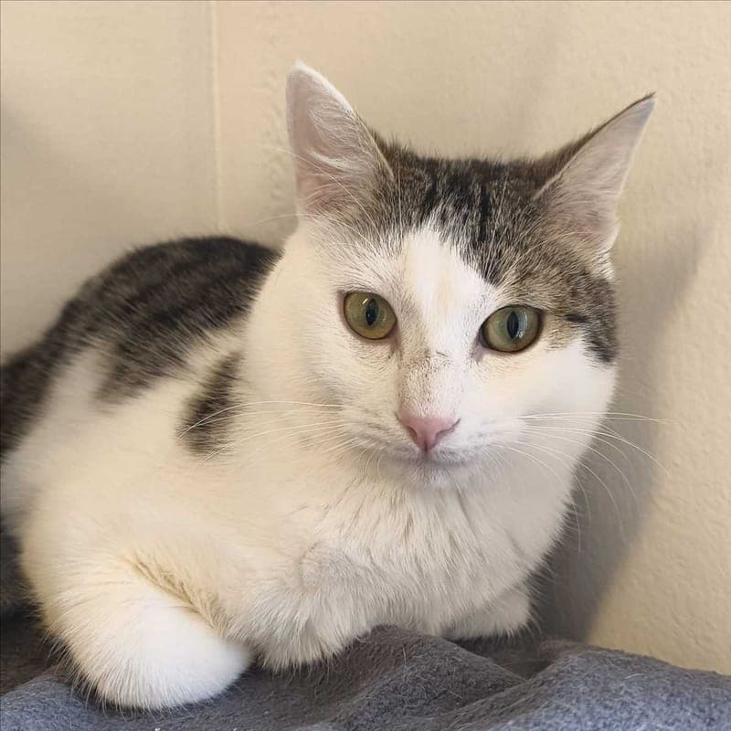 AMEOS - Katze zur Adoption aus Tierheim München