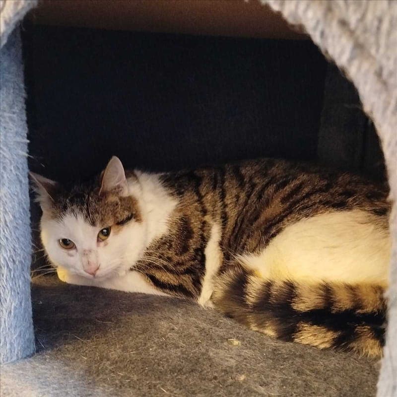 AMEOS - Katze zur Adoption aus Tierheim München