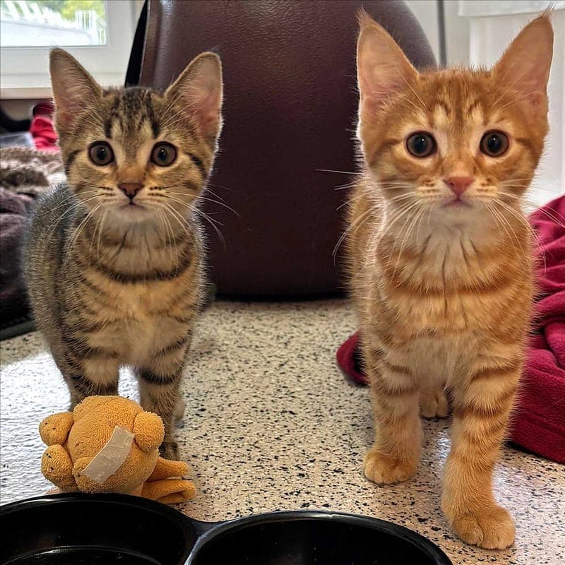 AMPHIEBA - Katze zur Adoption aus Tierheim München