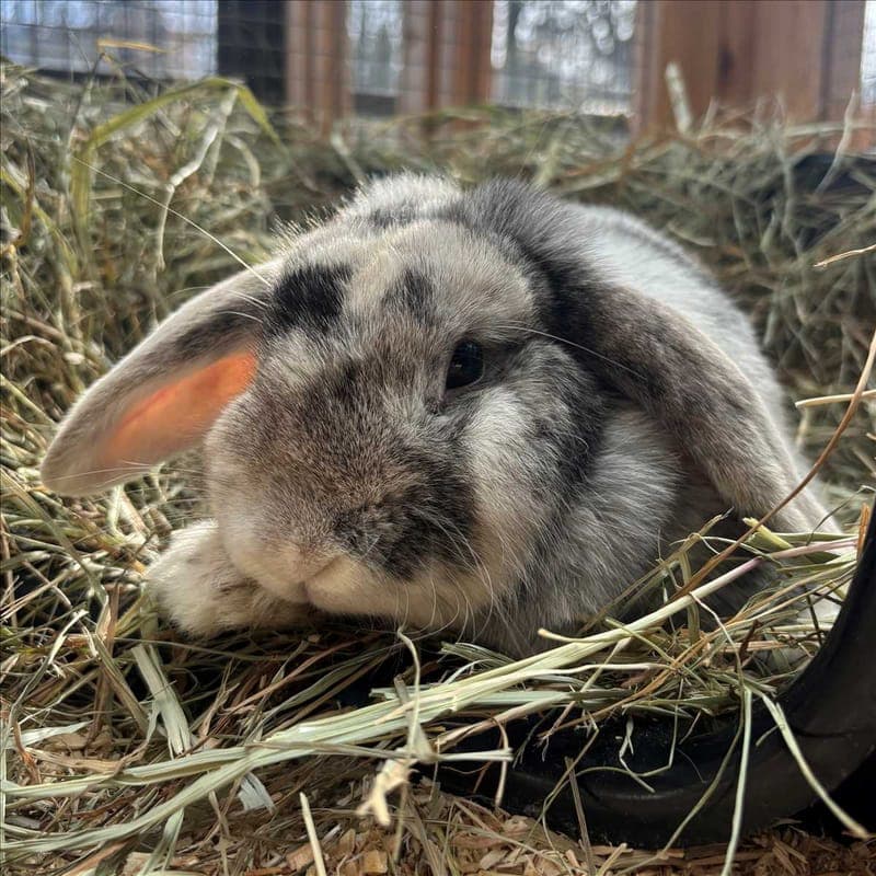 ANGEL - Kleintier zur Adoption aus Tierheim München