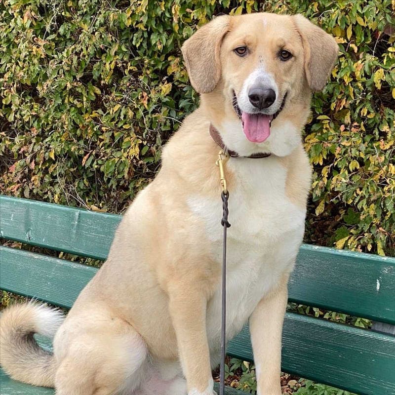 ARCHIE - Hund zur Adoption aus Tierheim München