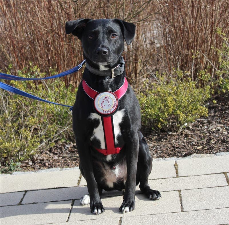 ASHTON - Hund zur Adoption aus Tierheim München