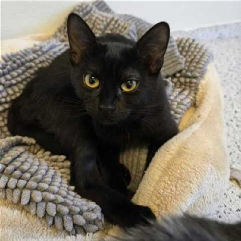 ASUKA - Katze zur Adoption aus Tierheim München